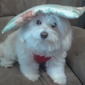 Meet your Posher, Marge